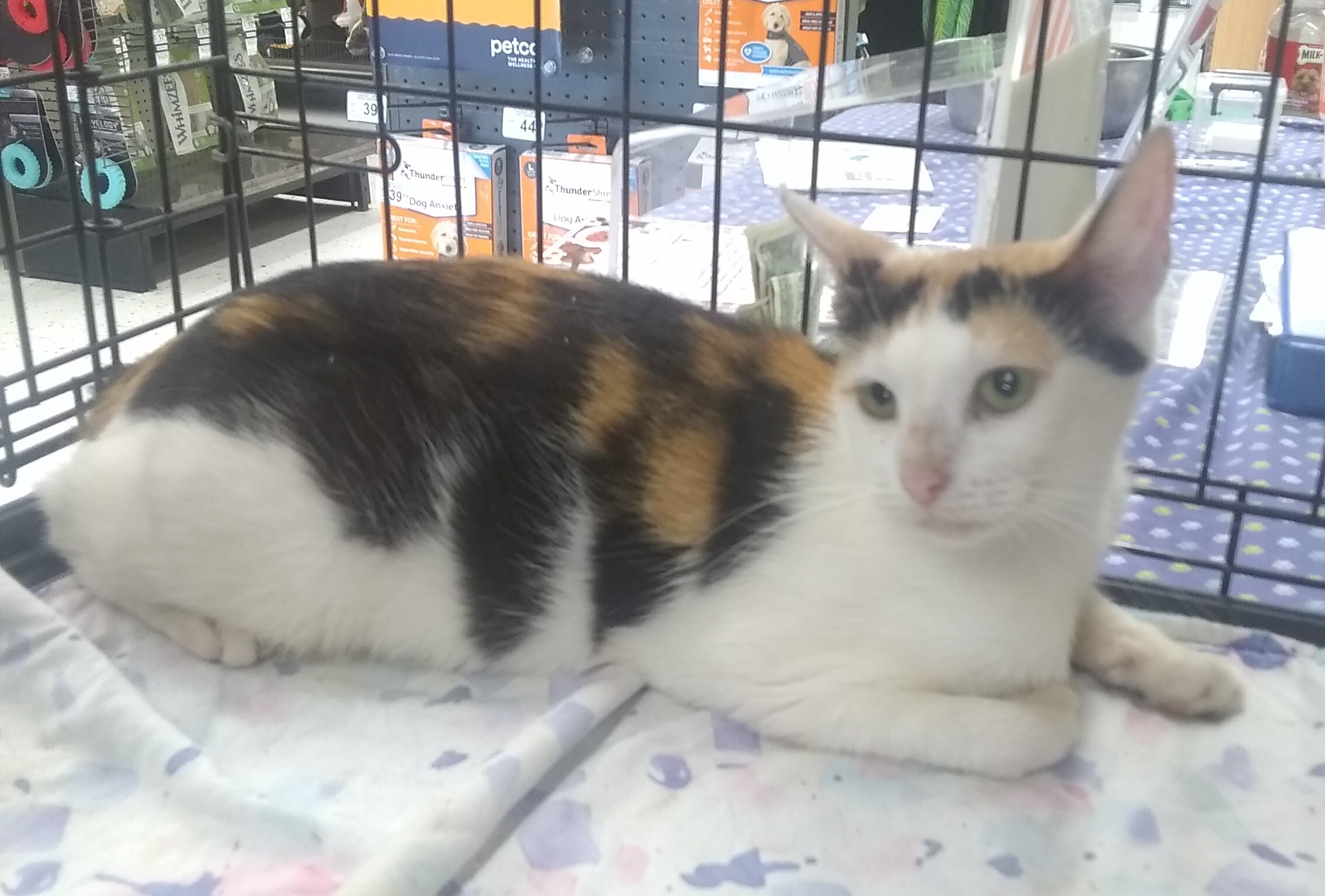 Cat for adoption Kate, a Calico in Houston, TX Petfinder