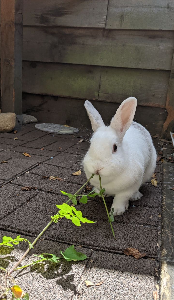 Rabbit for adoption   Eggnog, a Bunny Rabbit in Coquitlam, BC ...