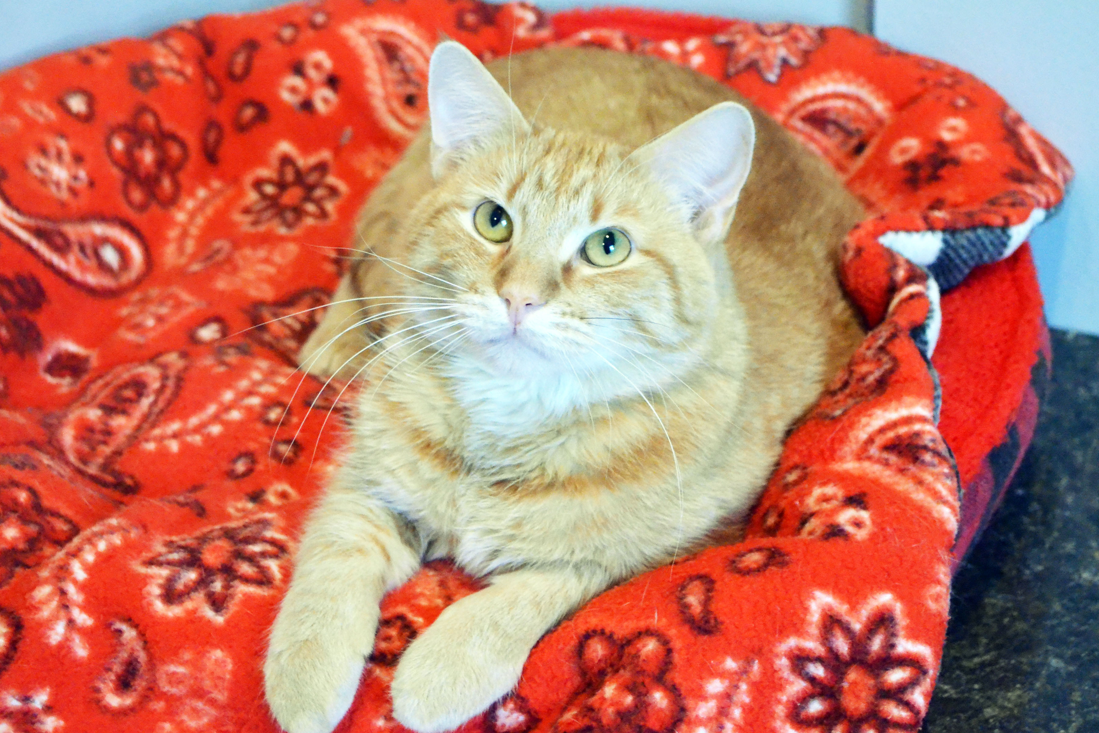 Cat for adoption Alfredo, a Domestic Short Hair Mix in Lincoln, NE