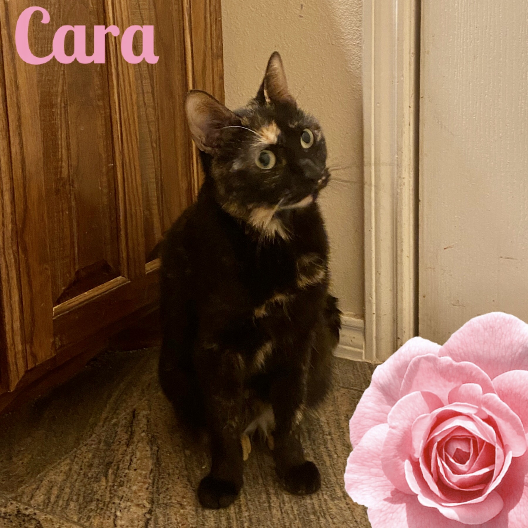 Cara, an adoptable Domestic Short Hair in Fort Worth, TX, 76121 | Photo Image 1