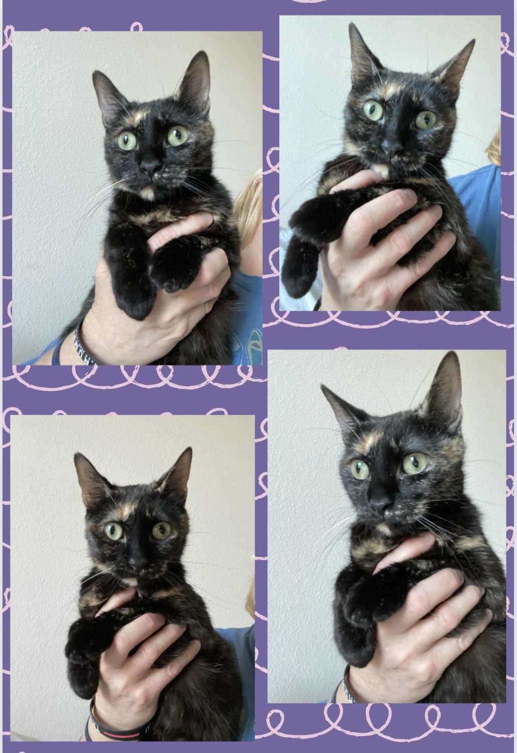 Cara, an adoptable Domestic Short Hair in Fort Worth, TX, 76121 | Photo Image 2