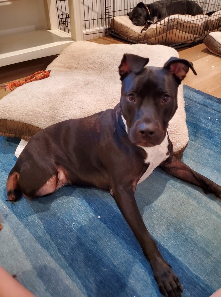 Lucha, an adoptable Terrier in Deltona, FL, 32738 | Photo Image 1