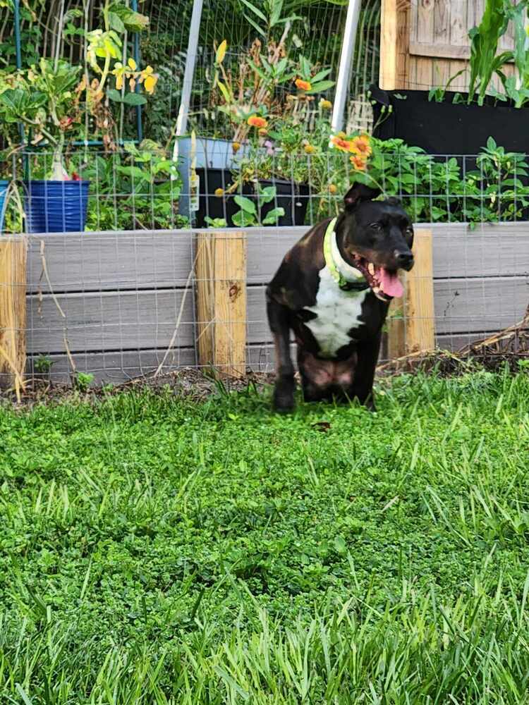 Lucha, an adoptable Terrier in Deltona, FL, 32738 | Photo Image 3