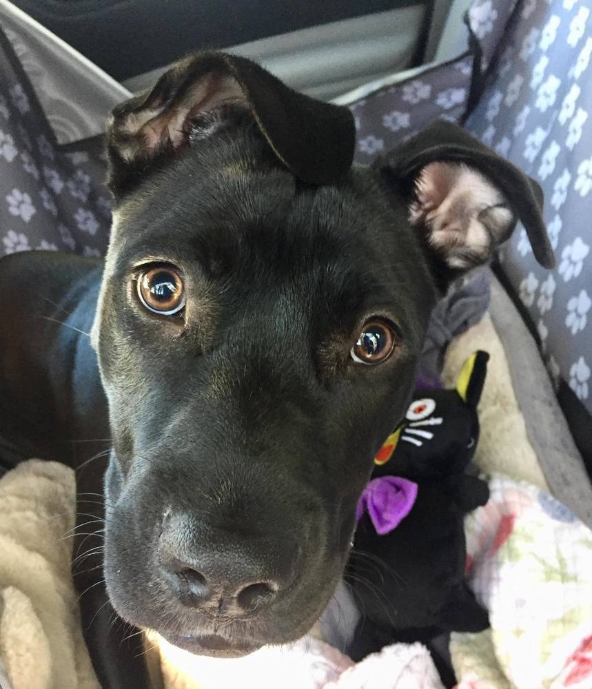 Lucha, an adoptable Terrier in Deltona, FL, 32738 | Photo Image 6