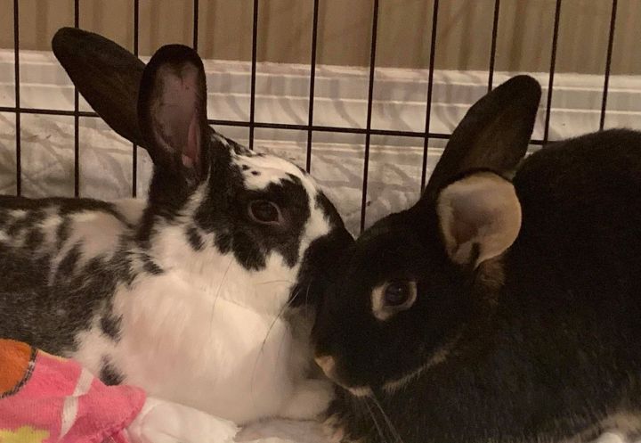 Rabbit for adoption - Salem and Pika Bonded pair, a Silver Marten & Flemish  Giant Mix in Windsor, ON | Petfinder