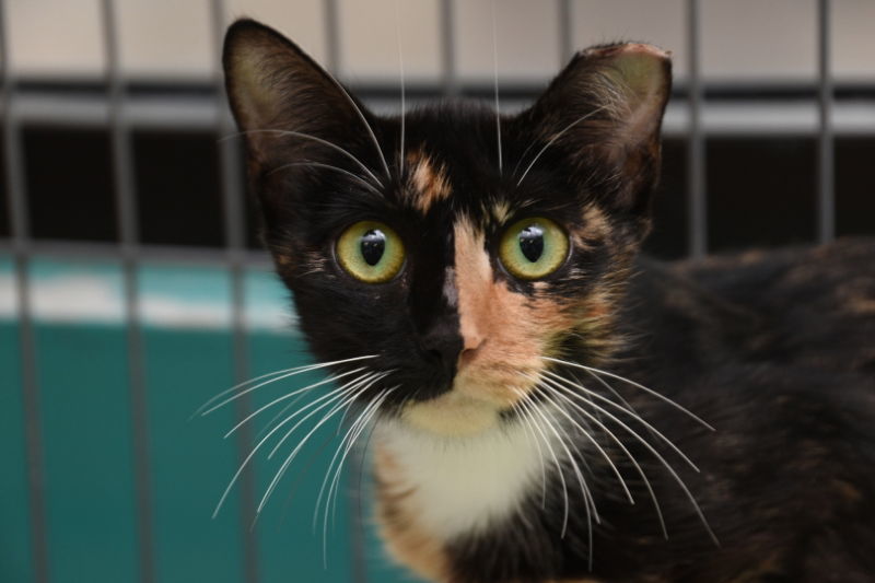 Flannery, an adoptable Tortoiseshell in Naples, FL, 34116 | Photo Image 1