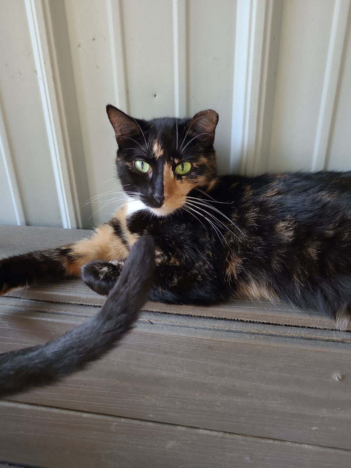 Flannery, an adoptable Tortoiseshell in Naples, FL, 34116 | Photo Image 2