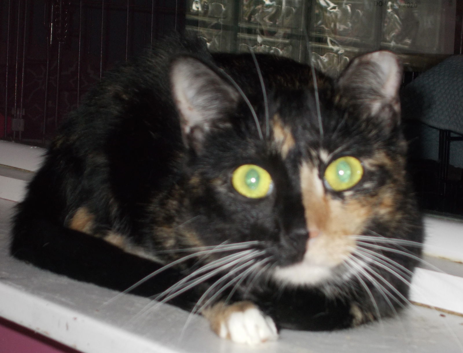 Flannery, an adoptable Tortoiseshell in Naples, FL, 34116 | Photo Image 3