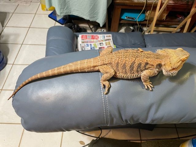 full grown bearded dragon length