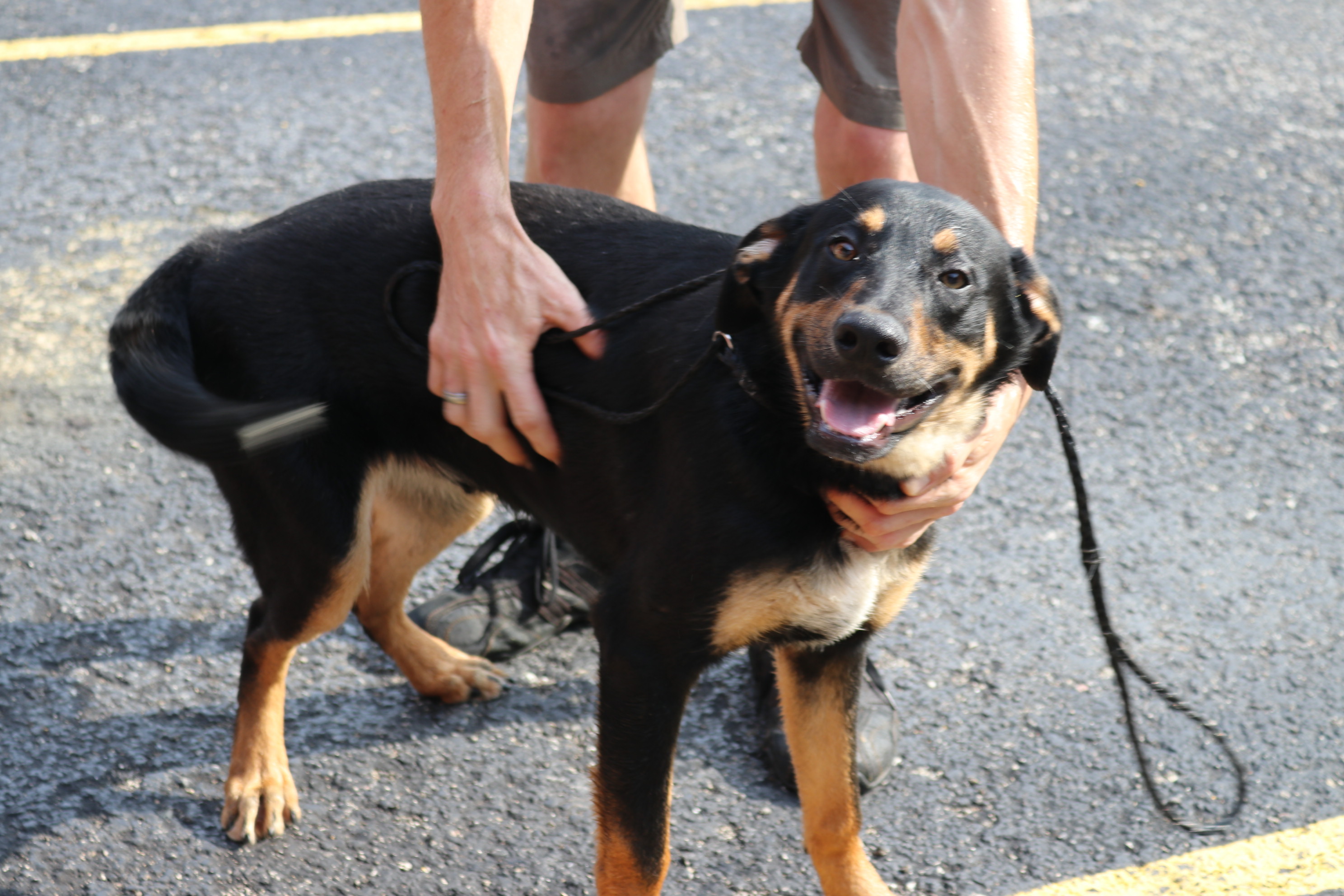 Bruno, an adoptable Doberman Pinscher in Reeds Spring, MO, 65737 | Photo Image 1