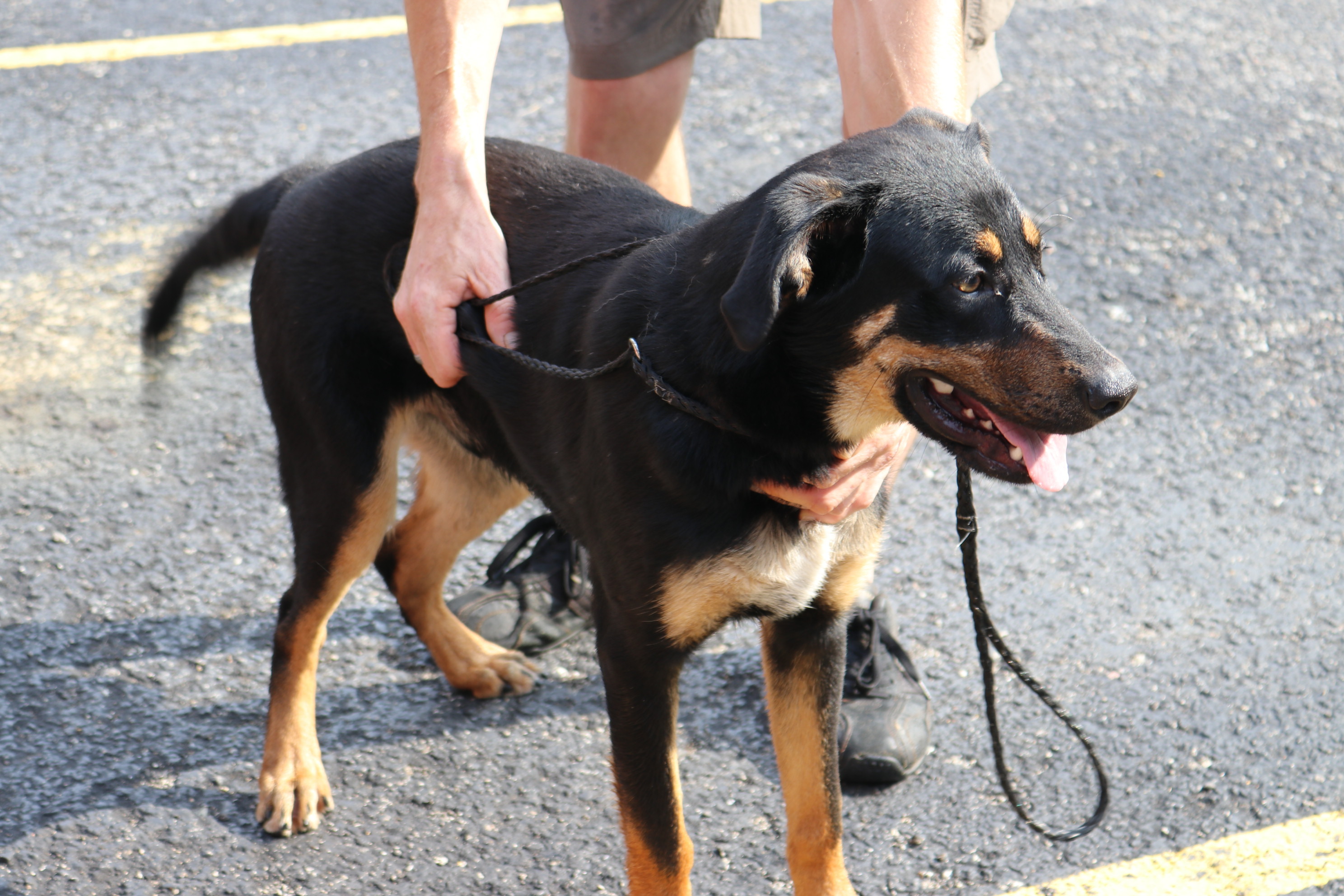 Bruno, an adoptable Doberman Pinscher in Reeds Spring, MO, 65737 | Photo Image 2