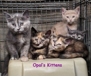 Cats For Adoption Near Norwich Ct Petfinder