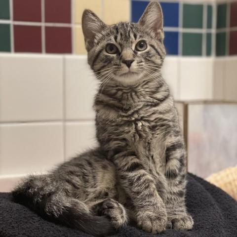 Frankie, an adoptable Domestic Medium Hair in Apple Valley, MN, 55124 | Photo Image 1