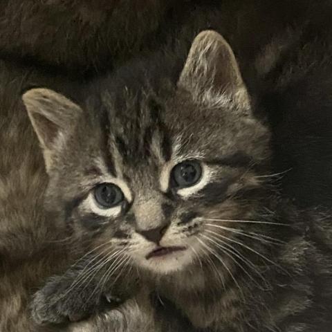 Frankie, an adoptable Domestic Medium Hair in Apple Valley, MN, 55124 | Photo Image 2