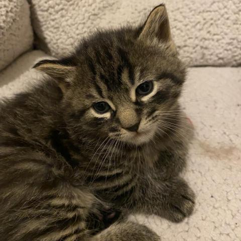 Frankie, an adoptable Domestic Medium Hair in Apple Valley, MN, 55124 | Photo Image 4