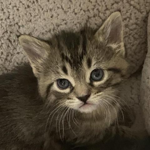 Frannie, an adoptable Domestic Short Hair in Apple Valley, MN, 55124 | Photo Image 1