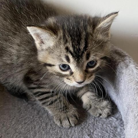 Frannie, an adoptable Domestic Short Hair in Apple Valley, MN, 55124 | Photo Image 4