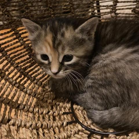 Flossie, an adoptable Domestic Medium Hair in Apple Valley, MN, 55124 | Photo Image 4