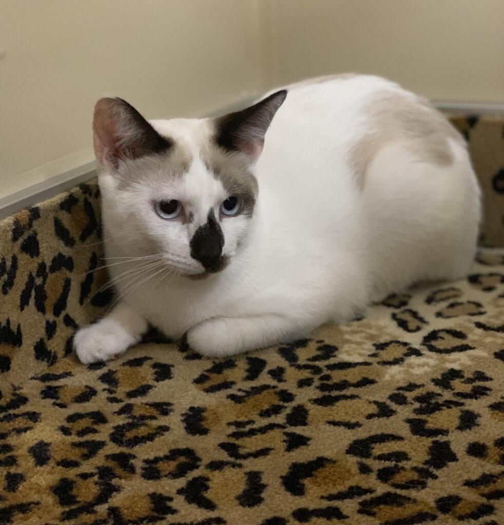 Ariana, an adoptable Snowshoe, Siamese in Tustin, CA, 92780 | Photo Image 2