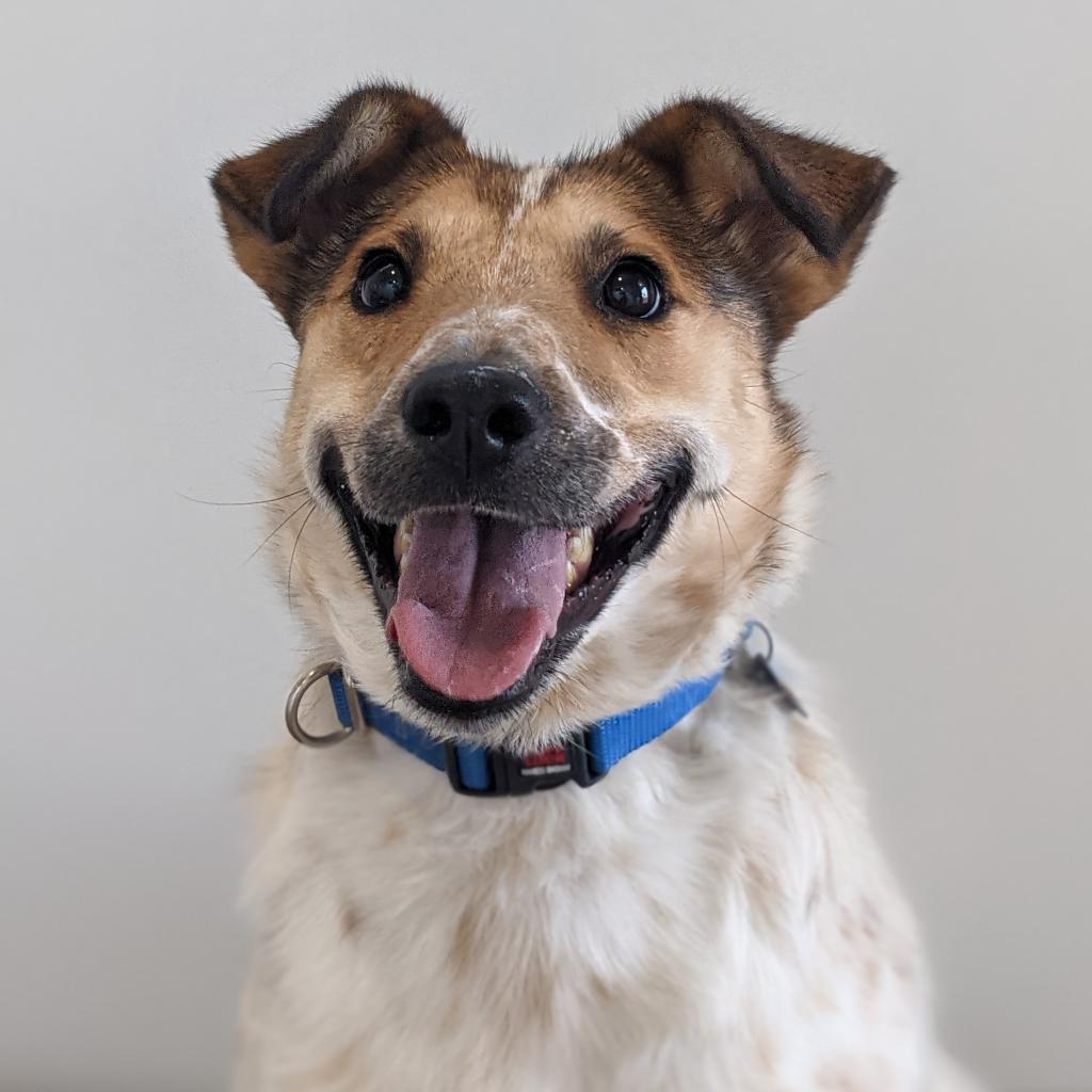 Libra, an adoptable Cattle Dog in Kanab, UT, 84741 | Photo Image 1