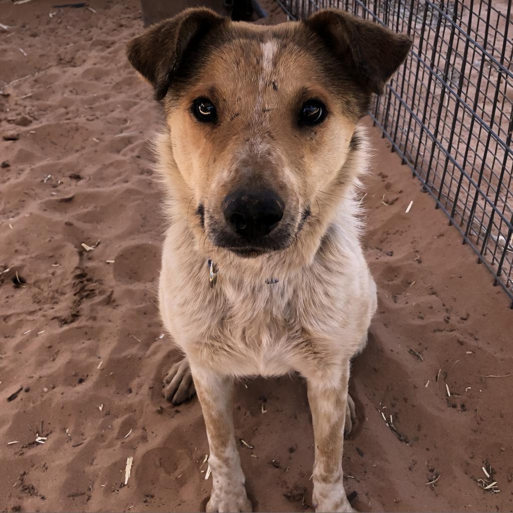 Libra, an adoptable Cattle Dog in Kanab, UT, 84741 | Photo Image 3