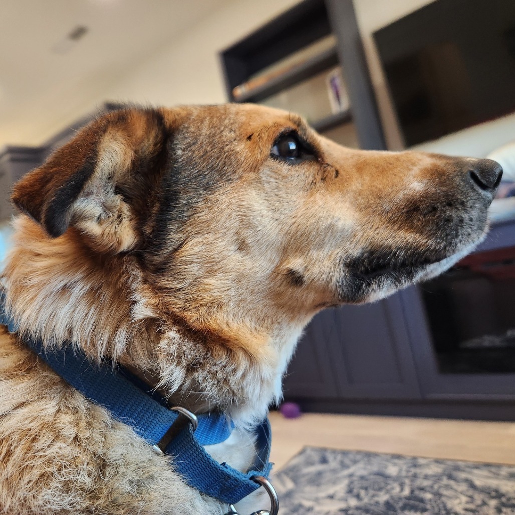 Libra, an adoptable Cattle Dog in Kanab, UT, 84741 | Photo Image 4