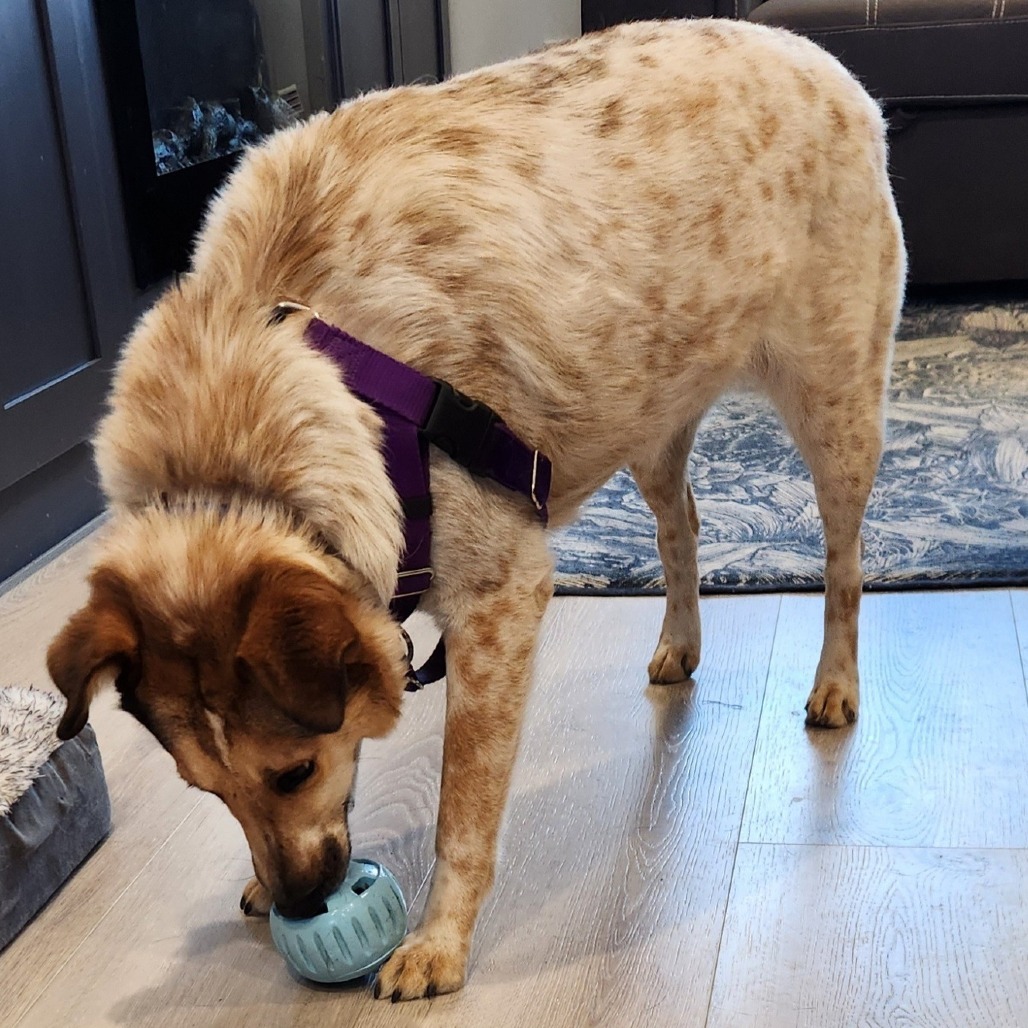 Libra, an adoptable Cattle Dog in Kanab, UT, 84741 | Photo Image 5