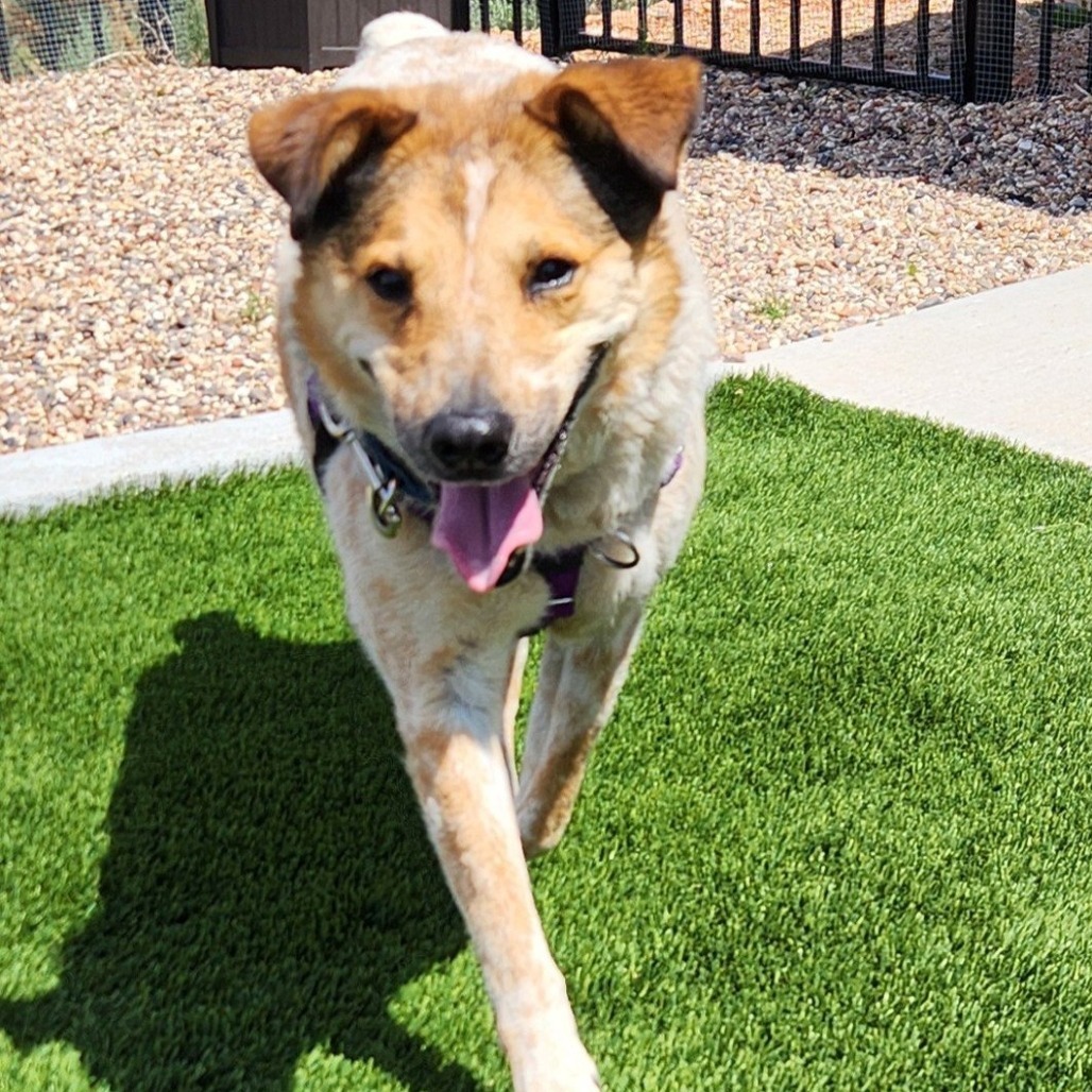 Libra, an adoptable Cattle Dog in Kanab, UT, 84741 | Photo Image 6