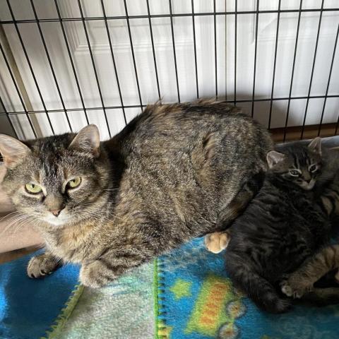 Mama Lulu, an adoptable Domestic Short Hair in Apple Valley, MN, 55124 | Photo Image 1