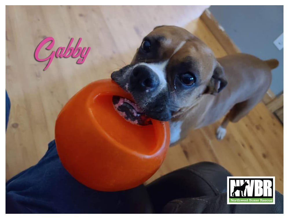 Gabby, an adoptable Boxer in Woodinville, WA, 98072 | Photo Image 1