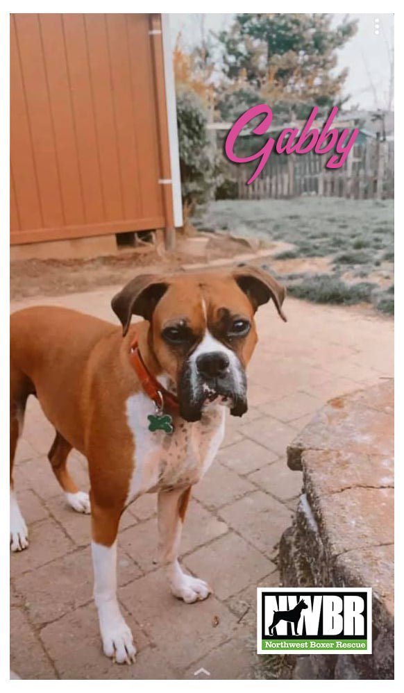 Gabby, an adoptable Boxer in Woodinville, WA, 98072 | Photo Image 2