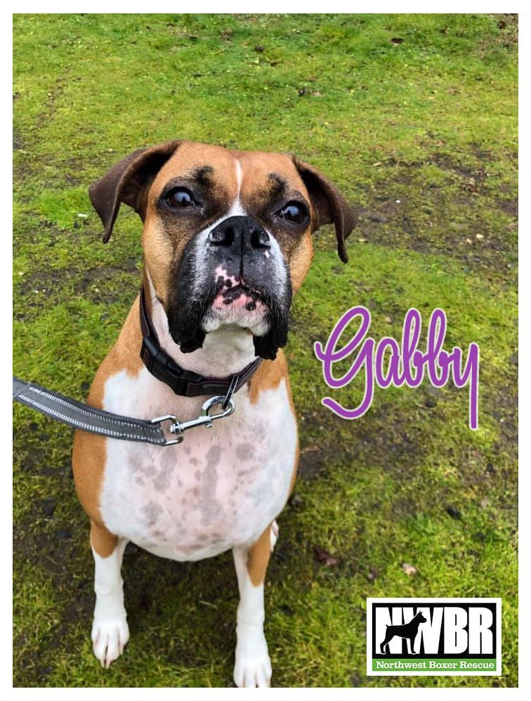 Gabby, an adoptable Boxer in Woodinville, WA, 98072 | Photo Image 3