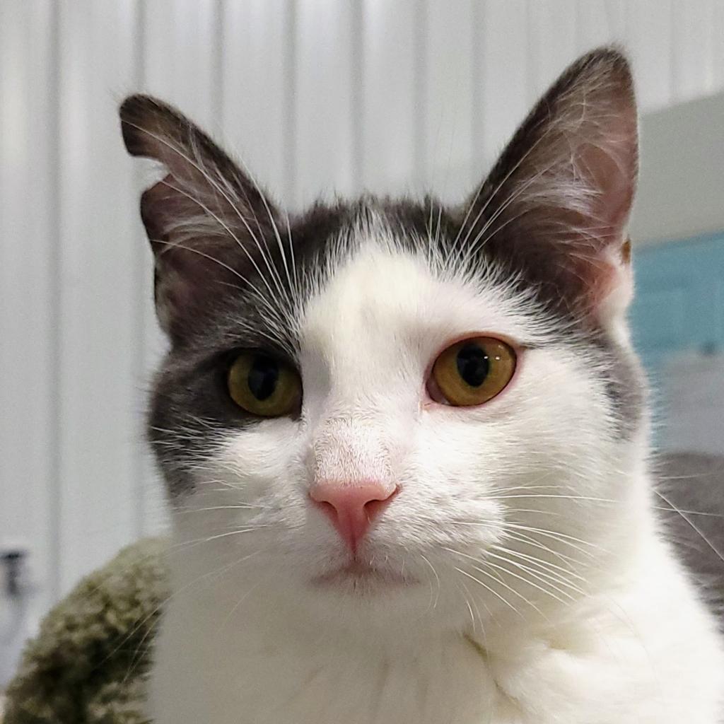 Julius, an adoptable Domestic Short Hair, Manx in Sheridan, WY, 82801 | Photo Image 1