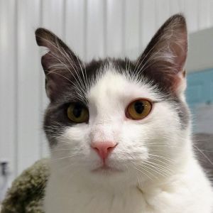 Julius, Adult Male Domestic Short Hair