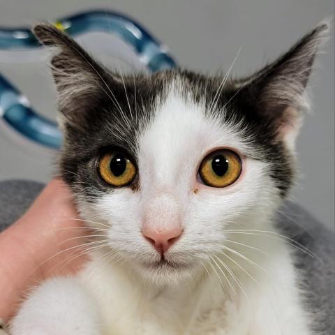 Julius, an adoptable Domestic Short Hair, Manx in Sheridan, WY, 82801 | Photo Image 2