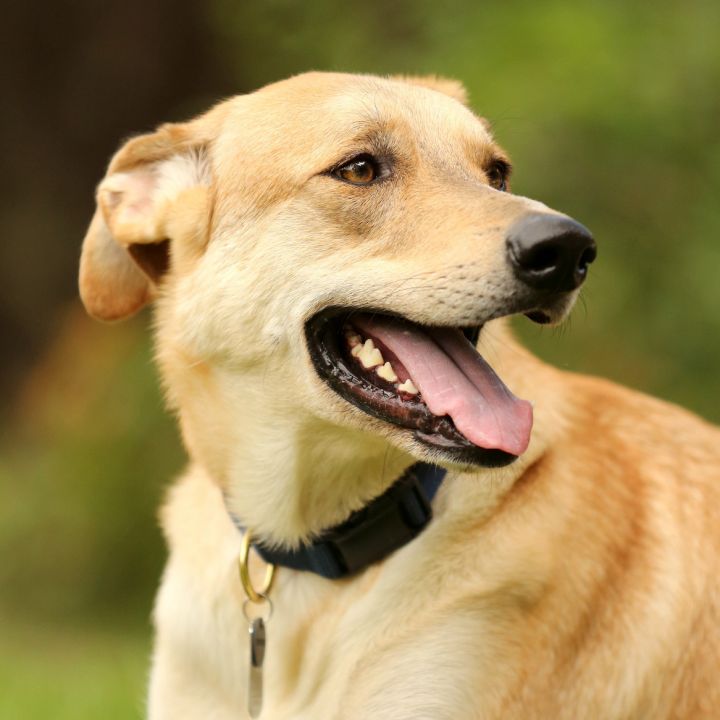 yellow lab shepherd mix puppy