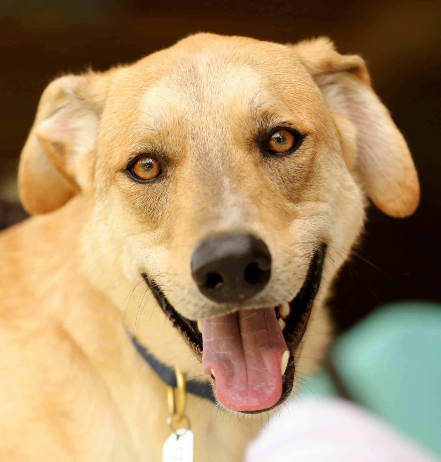 Black lab german shepherd mix store for sale