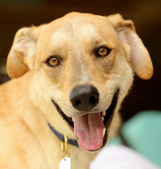 Labrador german 2024 shepherd mix