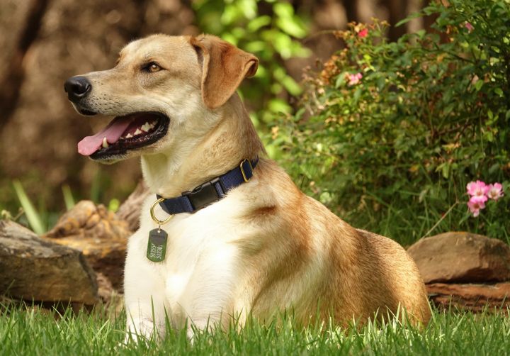 yellow lab shepherd mix puppy