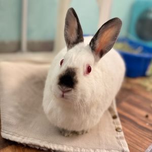 Snowie, Adult Female unknown
