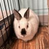 Snowie photo 3