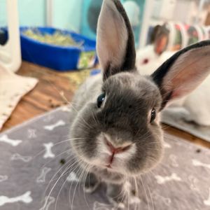 Lacey, Adult Female Silver Fox