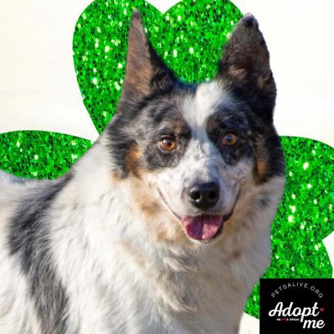 Spur, an adoptable Australian Cattle Dog / Blue Heeler, Mixed Breed in Middletown, NY, 10940 | Photo Image 1