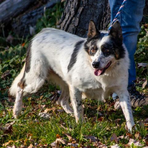 Spur, an adoptable Australian Cattle Dog / Blue Heeler, Mixed Breed in Middletown, NY, 10940 | Photo Image 2
