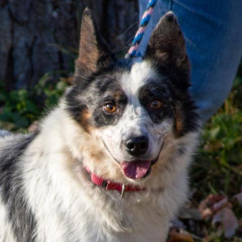 Spur, an adoptable Australian Cattle Dog / Blue Heeler, Mixed Breed in Middletown, NY, 10940 | Photo Image 3