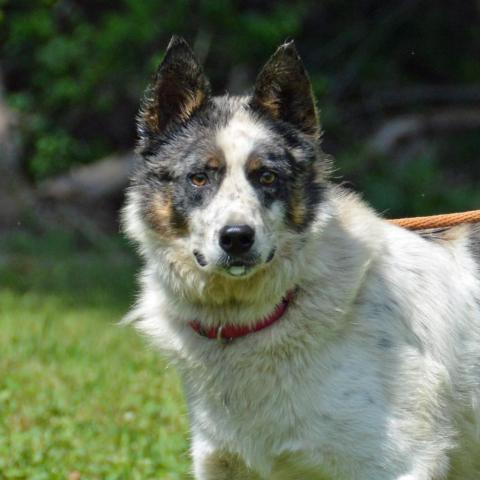 Spur, an adoptable Australian Cattle Dog / Blue Heeler, Mixed Breed in Middletown, NY, 10940 | Photo Image 4