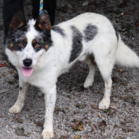 Spur, an adoptable Australian Cattle Dog / Blue Heeler, Mixed Breed in Middletown, NY, 10940 | Photo Image 5