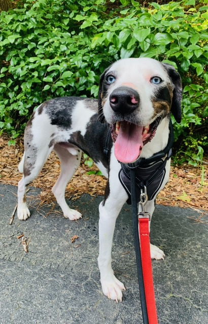 Bearon, an adoptable Great Dane in Alpharetta, GA, 30009 | Photo Image 1