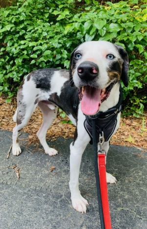 Meet Bearon This handsome hunk with beautiful eyes is a 3-year-old 65-pound Great Dane  Catahoul