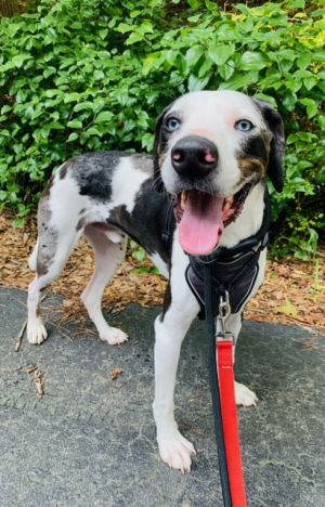 Meet Bearon This handsome hunk with beautiful eyes is a 7 -year-old 65-pound Great Dane and Cataho